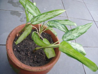 Homem é preso após furtar vaso de planta