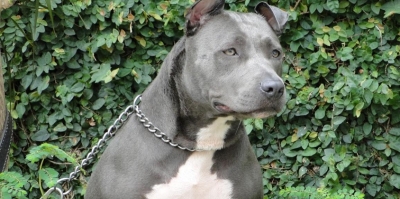 Mulher fica gravemente ferida após ataque de dois Pit bulls