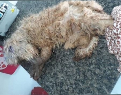 Mulher é a 1ª presa acusada de maltratar cachorro na região
