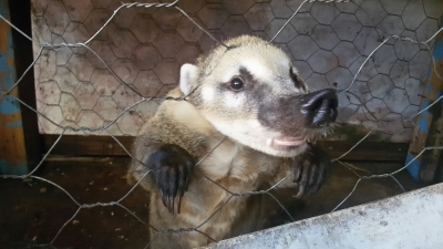 Droga e quatí são apreendidos pela Polícia Militar