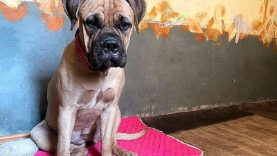 Cadela percorre 200 kms à procura dos donos que a deixaram no canil