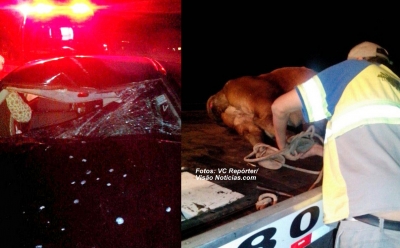 Animal na pista provoca mais um grave acidente