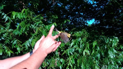 Caçador recebe multa de R$ 17 mil por crime ambiental