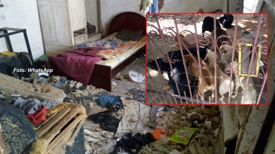 Maus tratos: cães são recolhidos em Marília