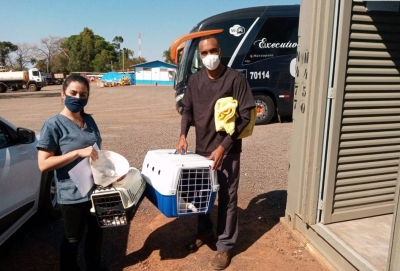 Cães são maioria na ação de castração de animais promovida pela Entrevias 