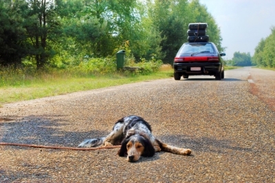 A cada ano centenas de cães são abandonados porque seus donos se cansam de brincar com eles.