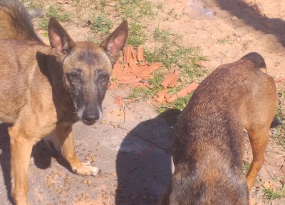 Cachorras abandonadas recebem ameaças de morte em Marília