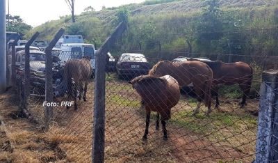 PRF apreende novamente animais soltos às margens da BR-153 em Marília