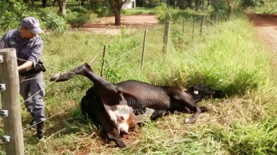 Policiais socorrem vaca presa em cerca de fazenda 