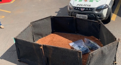 Assistir briga de galo resultou em multa de R$ 33 mil para cada expectador em Dolcinópolis