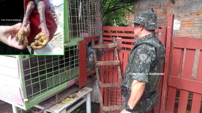 Polícia Ambiental flagra galos de "briga" em Marília