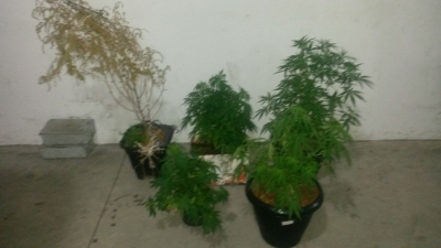 Estudante da UNESP é preso após cultivar maconha