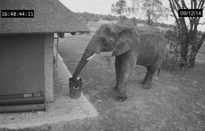 Elefante vira hit na web ao recolher lixo