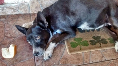 A Terceira Idade do seu pet