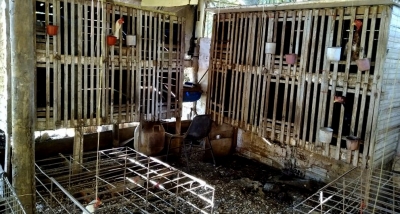 Polícia apreende na região 200 galos em rinha e aplica multa de R$ 600 mil