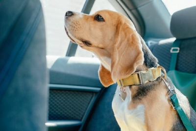 Entrevias dá dicas de como transportar os pets com segurança