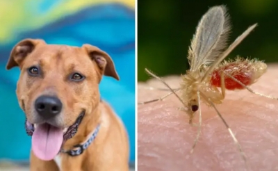 Marília reduz transmissão de leishmaniose e segue sem casos em 2021