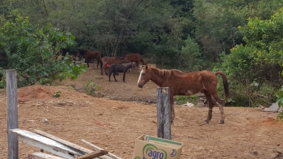 Moradores denunciam cavalos em condição cruel