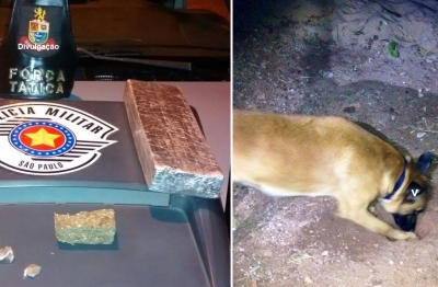 Canil realiza apreensão na região