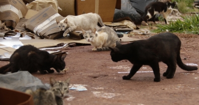 Família de idosa que morreu devido ao frio pede ajuda para doar 18 gatos