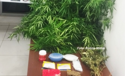 Polícia Militar descobre plantação de maconha e prende traficante