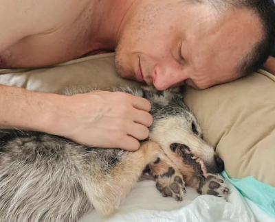 Estopinha, primeira influencer pet do Brasil, morre aos 14 anos