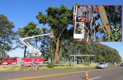 Bombeiros cortam árvore que ameaça vair na SP-294