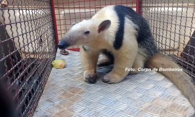 Bombeiros capturam Tamanduá Mirim na zona Sul de Marília