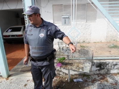 Polícia Ambiental resgata periquito em cativeiro