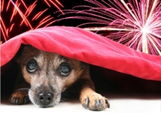 Animais e fogos de artifício      cuidados a serem tomados