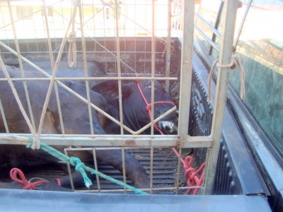 Polícia Ambiental realiza operações na região