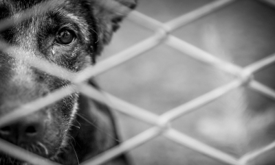 Flagrada por maus tratos contra animal, mulher se 