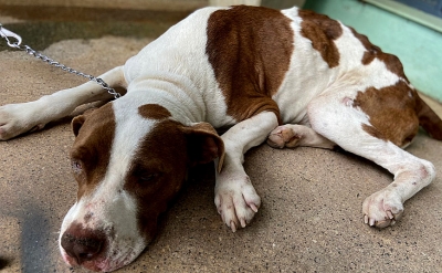 Animais em situação de maus tratos são resgatados por ONG e Polícia Civil