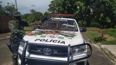 Morador leva multa de R$ 1 mil por manter aves em cativeiro na zona sul