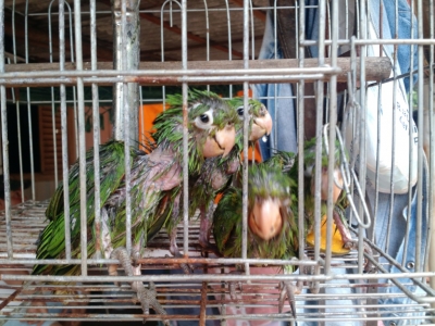 Polícia Ambiental resgata periquitos em cativeiro