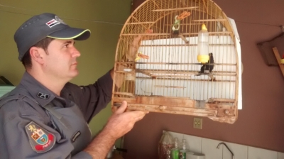 Polícia Ambiental autua caçadores