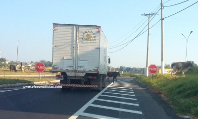 Vacas colocam em risco a vida de motoristas 