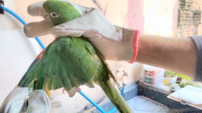  Polícia Ambiental aplica multa por maus tratos em Marília