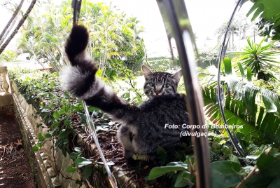 Bombeiros socorrem gato que ficou preso em cerca. Jiboia atrapalha sepultamento