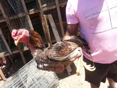 Polícia flagra maus tratos no Vila Real