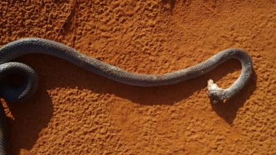Homem mata cobra e é detido pela PM