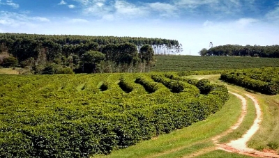 Região de Garça é oficialmente reconhecida como polo produtor de café no Estado
