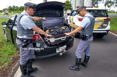 Fuga alucinada: rapaz é preso transportando maconha e skank em Marília