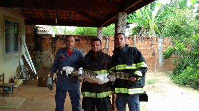 Bombeiros capturam filhote de jacaré em quintal de residência