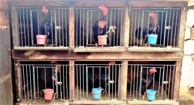 Polícia Ambiental apreende 22 galos de briga e multa duas pessoas em R$ 66 mil 