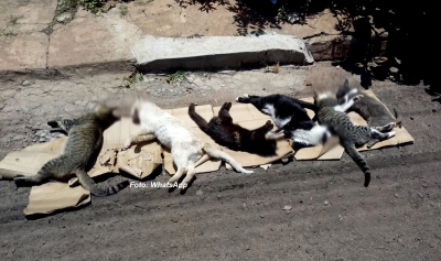 Gatos são envenenados em Marília e caso vai parar na polícia