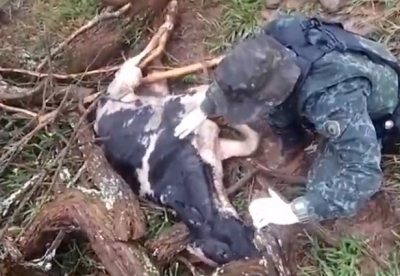 Animais em situação de extremos maus tratos são resgatados em fazenda