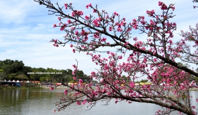 Festival Cerejeiras de Garça é cancelado devido ao avanço da Covid-19