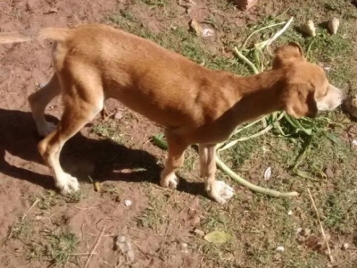 Mulher é autuada em R$ 21 mil por maus-tratos a animais 