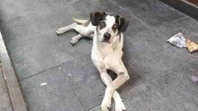 Hospital veterinário terá nome de cadela morta no Carrefour